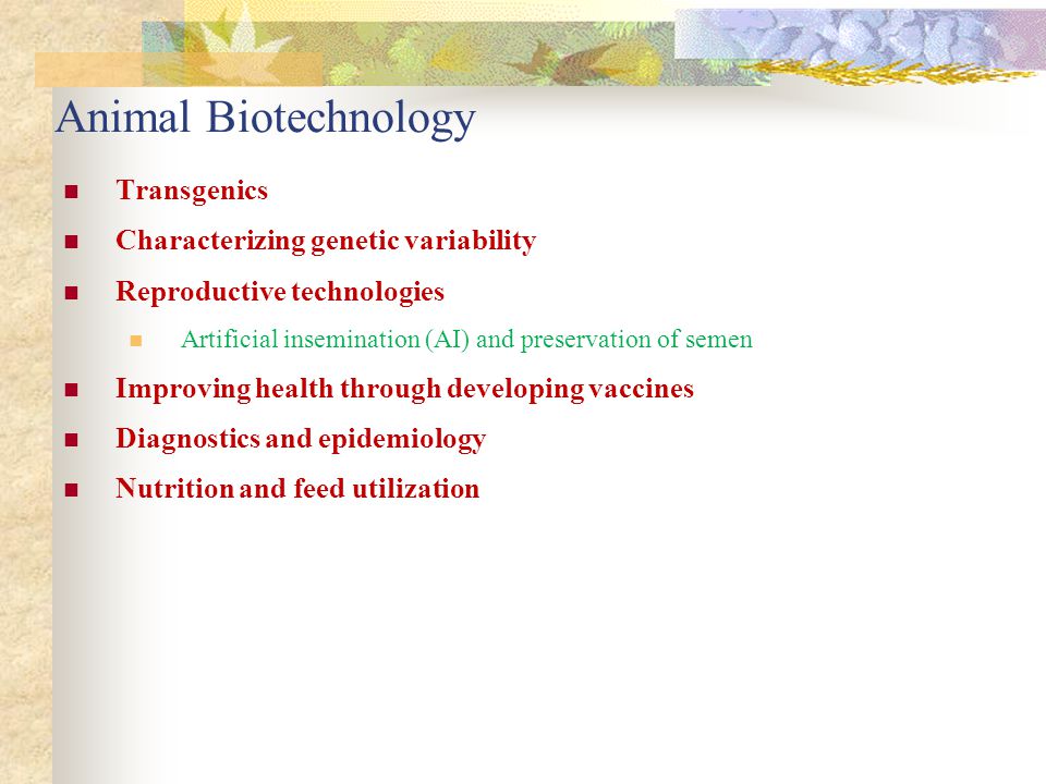 Animal Biotechnology. Animal Biotech Animals provide a number of products  we use in every day life: Milk Leather Wool Eggs Meat. - ppt download