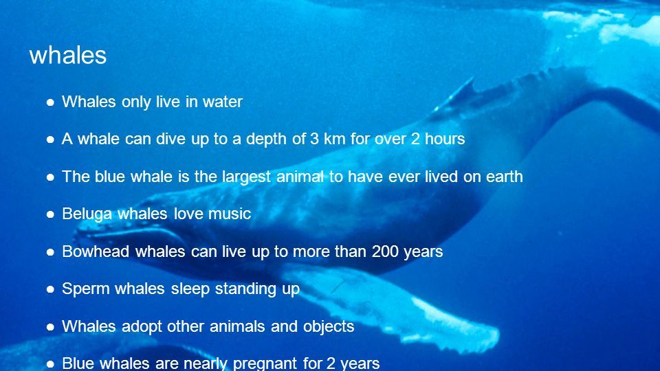 ocean life ppt download
