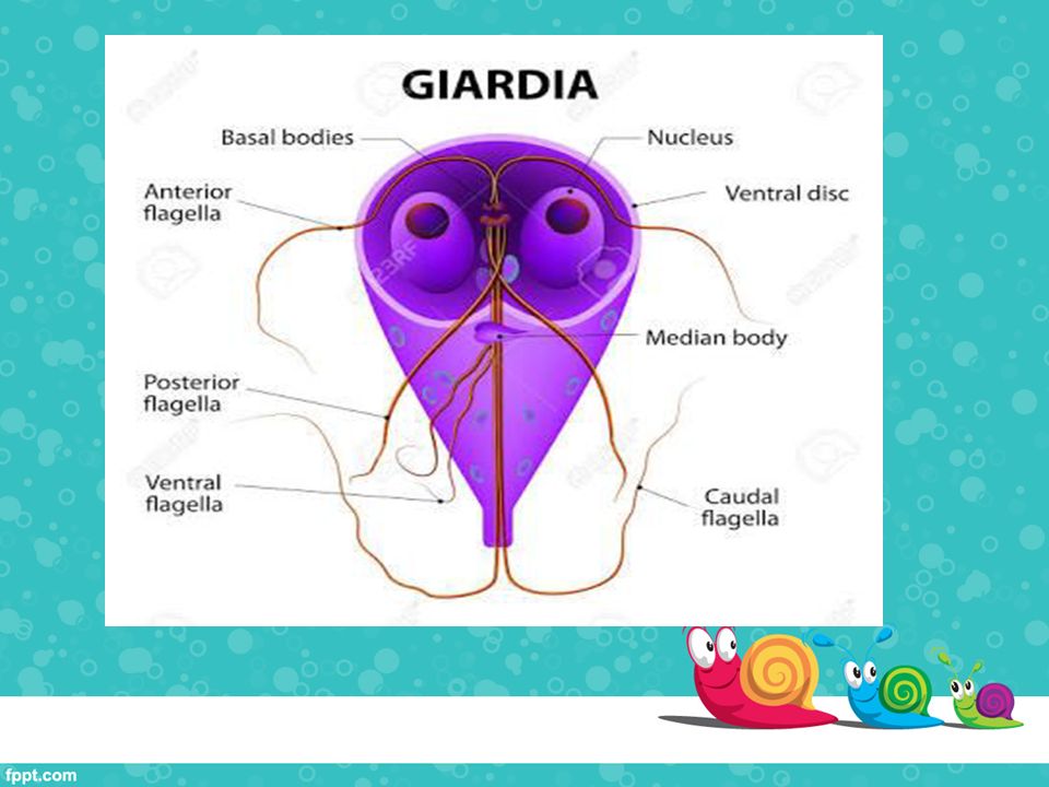 Giardia kod pasa simptomi, Giardiasis jele, Giardia kod pasa simptomi