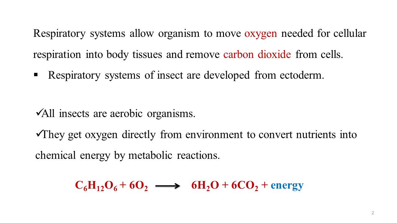 All insects are aerobic organisms.