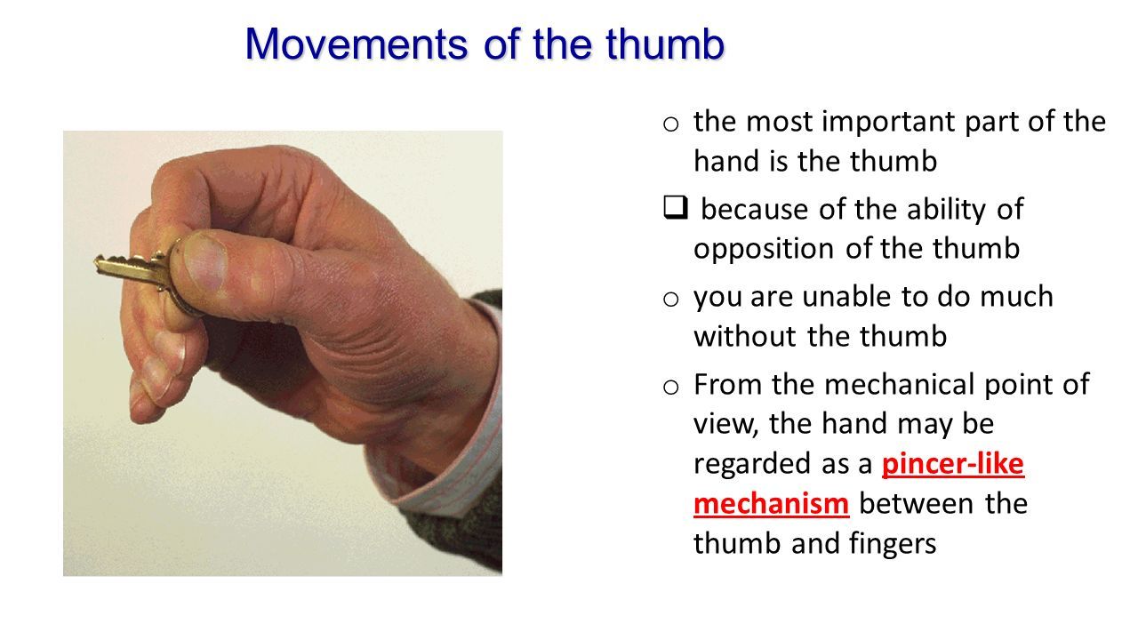 Part of the thumb well Mine part of the thumb think
