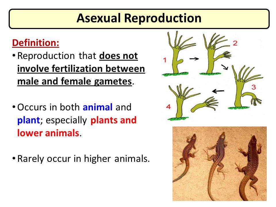 CHAPTER 9 REPRODUCTION AND DEVELOPMENT.  Asexual reproduction in plants  and animals Learning Outcomes: At the end of this topic, students should  be. - ppt download