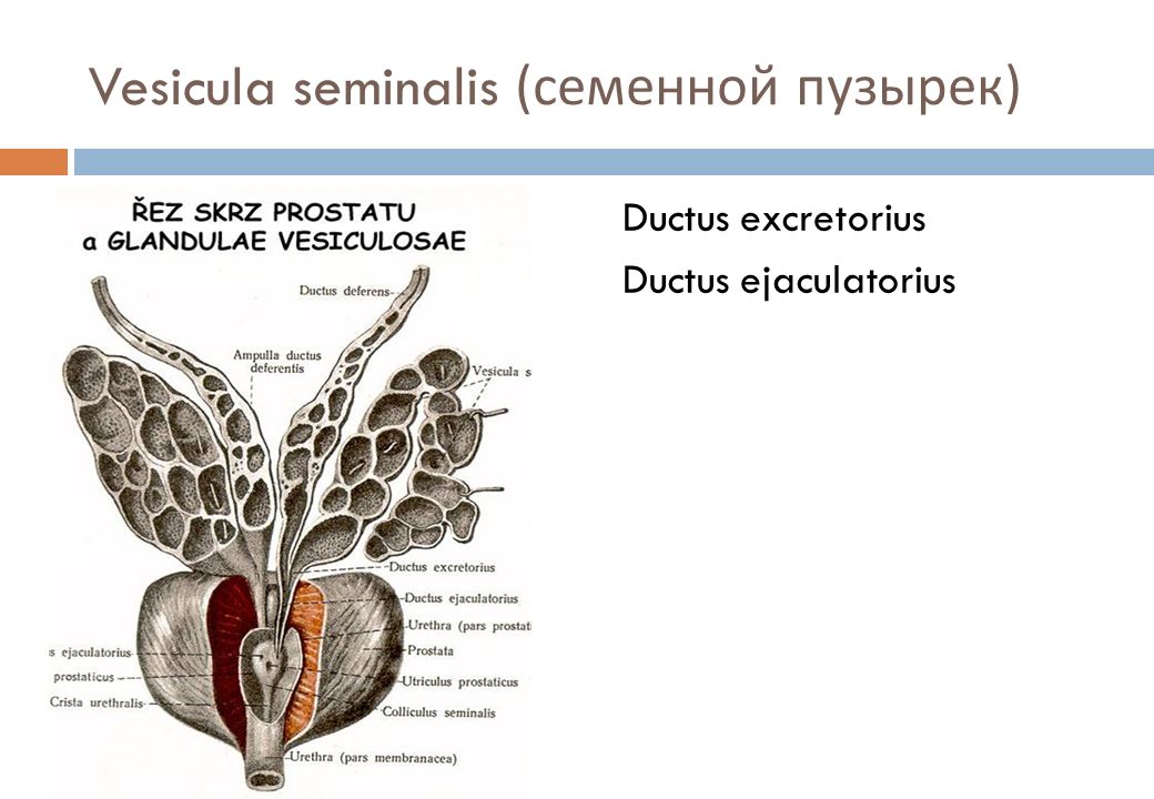 Vesicula seminalis ( семенной пузырек ) Ductus excretorius Ductus ejaculato...