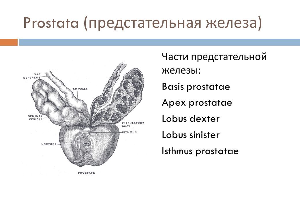 Предстательная железа строение