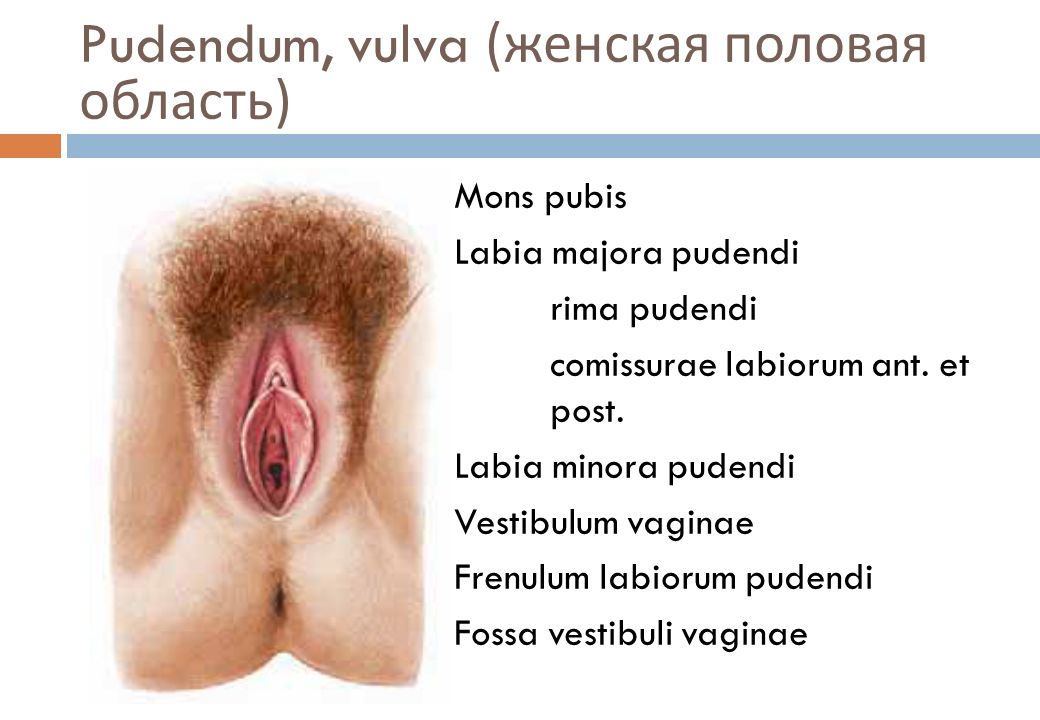 Vestibuli Et Vaginae