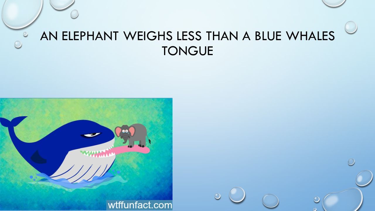 THE BLUE WHALE. THE BLUE WHALE IS THE LARGEST CREATURE EVER TO HAVE LIVED  ON EARTH. THEIR TONGUES ALONE CAN WEIGH AS MUCH AS AN ELEPHANT. THEIR  HEARTS, - ppt download