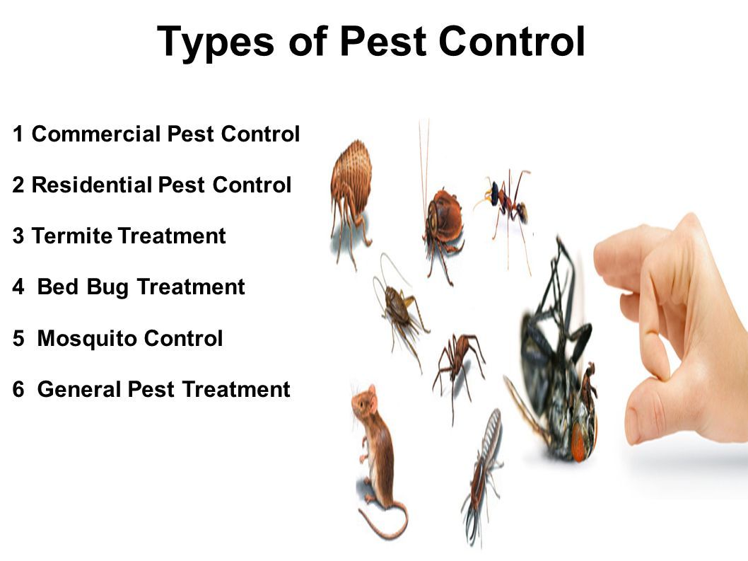 Flying Insect Control And Prevention In Reno
