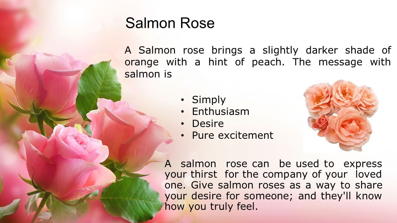 What do the different colors of Roses Signify - ppt download