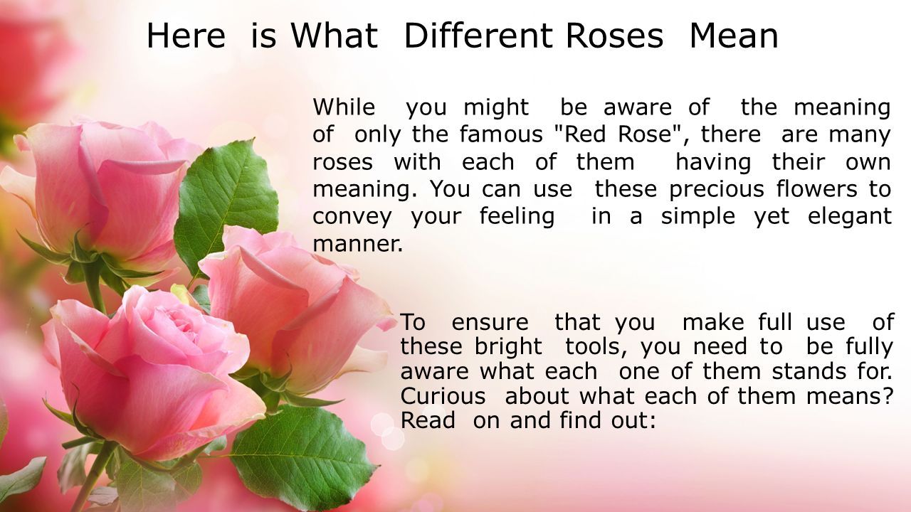 Feel rise. What Flowers mean gratitude. What Flower means gratitude. What mean Rose Toy.
