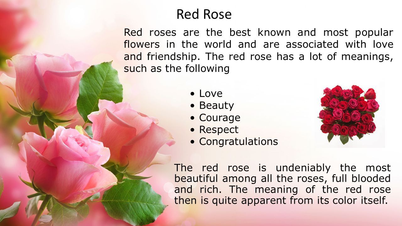 Rose : définition et explications