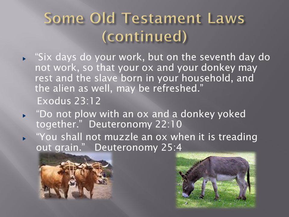 If you come across your enemy’s ox or donkey wandering off, be sure to take it back to him.