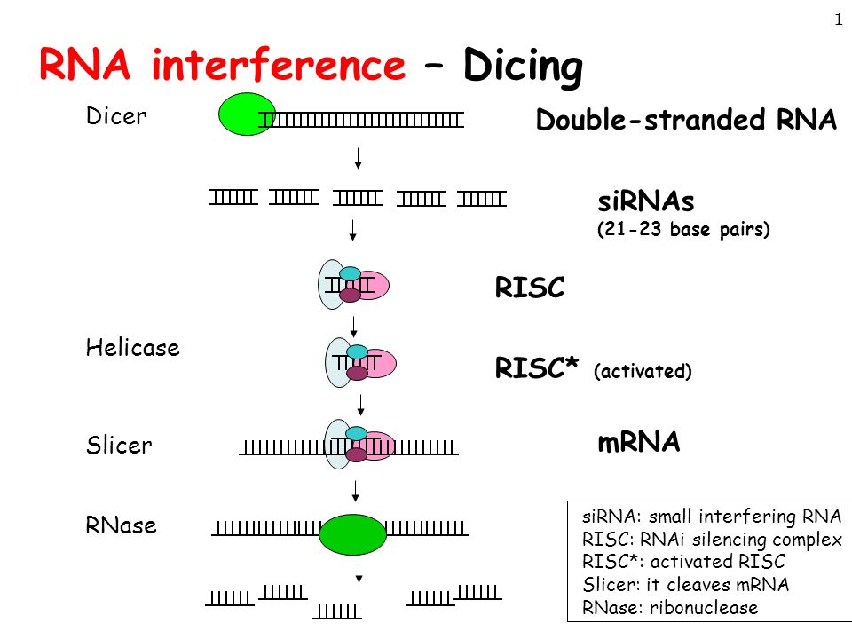 Интерферирующая рнк. РНК интерференция. RNA interference. РНК интерференция механизм. Фермент Dicer.
