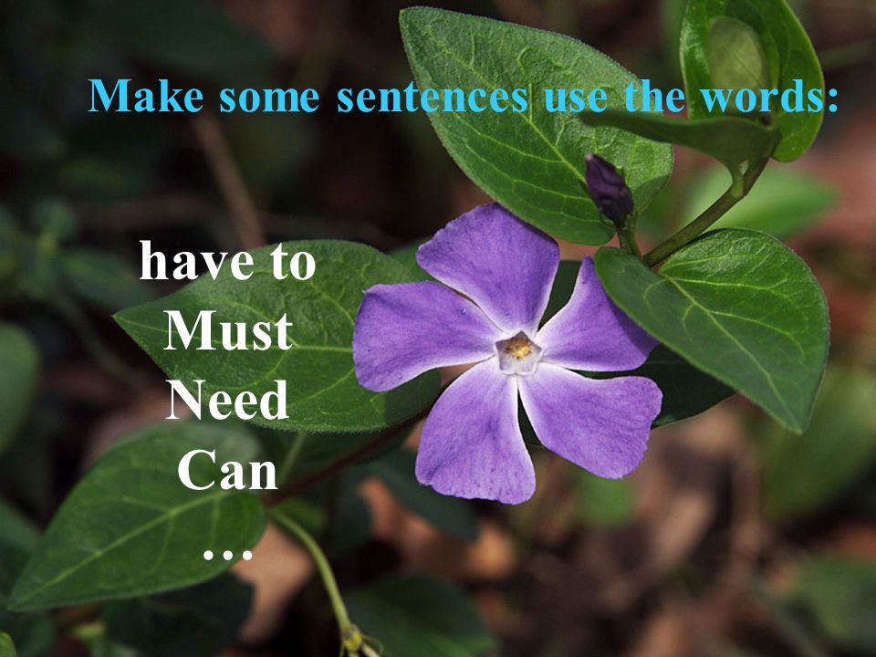 have to Must Need Can … Make some sentences use the words: