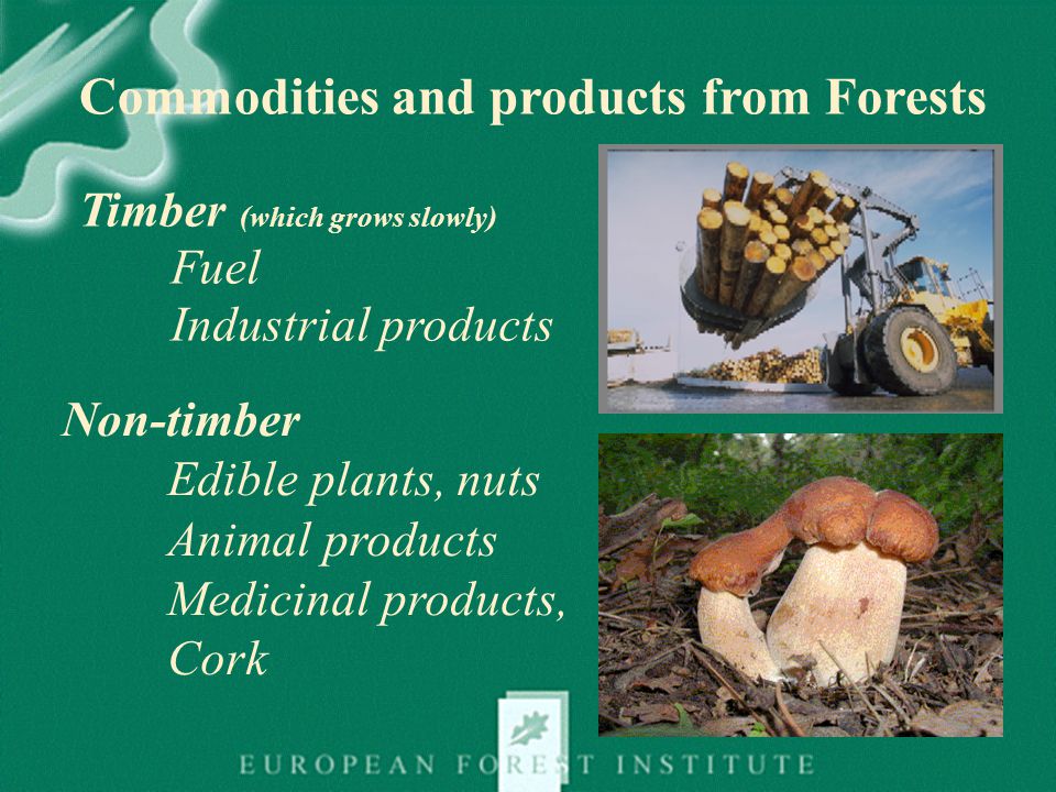 Commodities and products from Forests Timber (which grows slowly) Fuel Industrial products Non-timber Edible plants, nuts Animal products Medicinal products, Cork