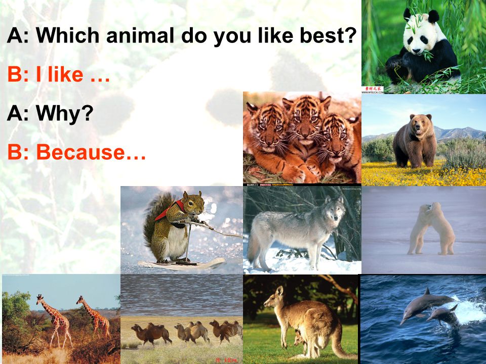Unit 4 Wild animals Main task A: Which animal do you like best? B: I like …  A: Why? B: Because… - ppt download