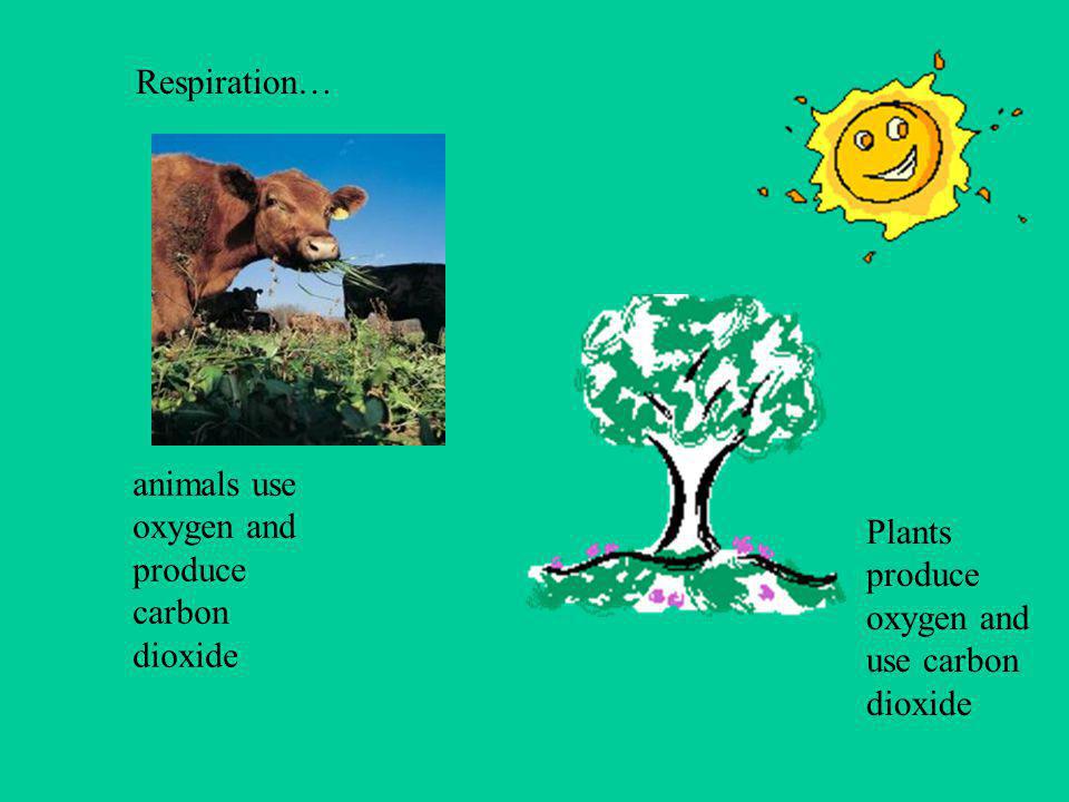How Are Plants and Animals Different? Animals cannot make their own food.  Plants can make their own food. - ppt download