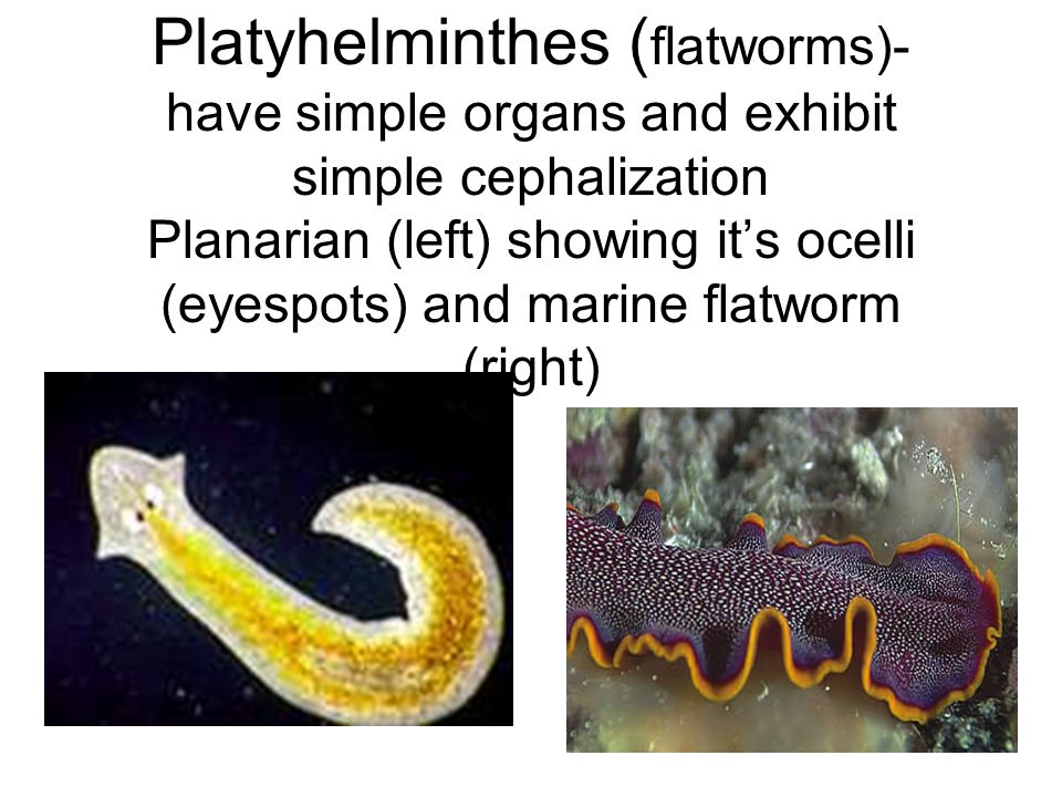 ocelli platyhelminthes