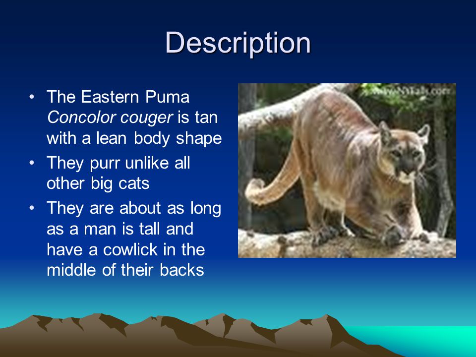 puma description