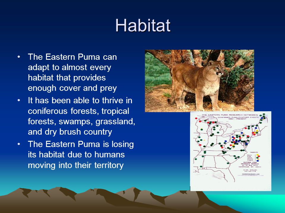 eastern puma research network