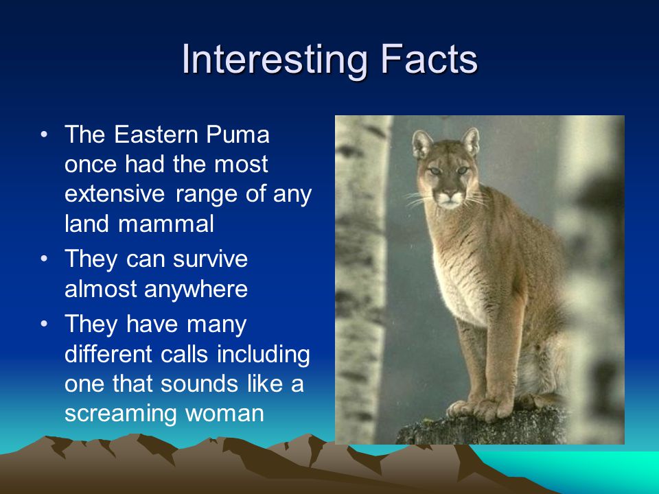 eastern puma facts