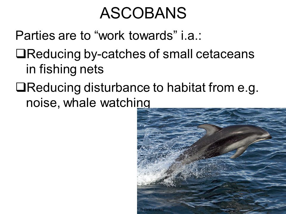 ASCOBANS Parties are to work towards i.a.:  Reducing by-catches of small cetaceans in fishing nets  Reducing disturbance to habitat from e.g.