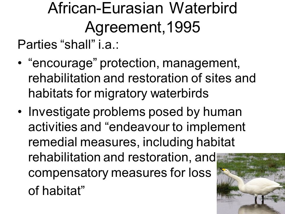 African-Eurasian Waterbird Agreement,1995 Parties shall i.a.: encourage protection, management, rehabilitation and restoration of sites and habitats for migratory waterbirds Investigate problems posed by human activities and endeavour to implement remedial measures, including habitat rehabilitation and restoration, and compensatory measures for loss of habitat