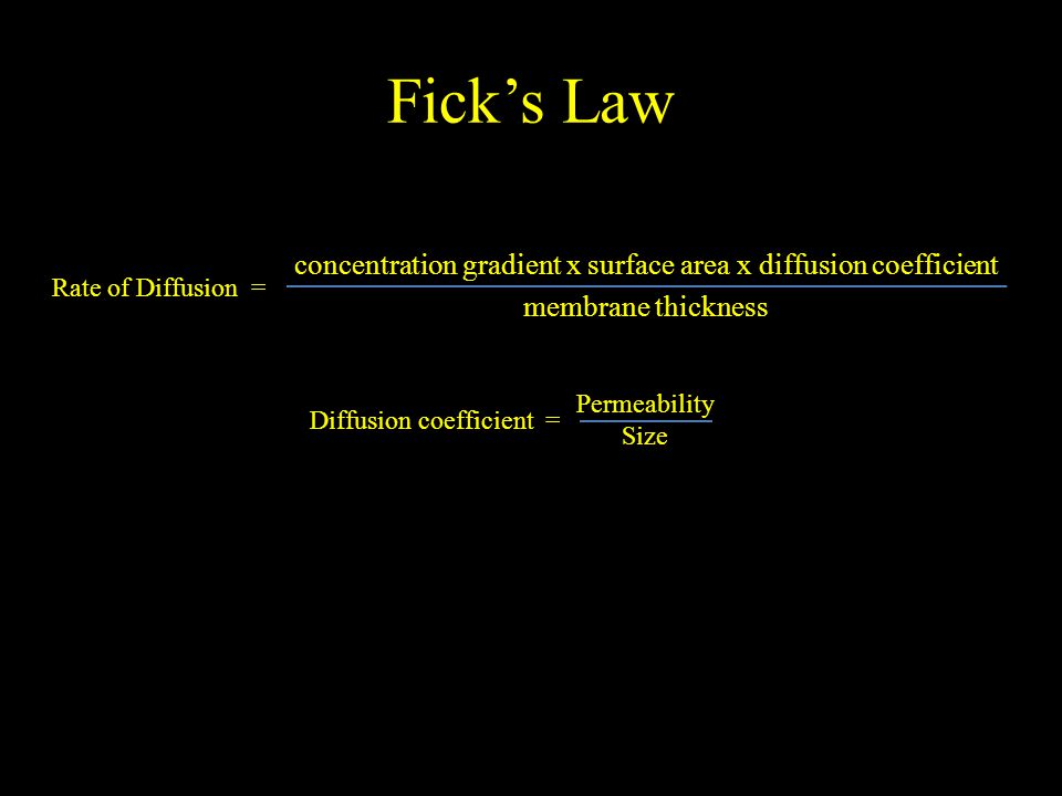 Fick’s Law concentration gradient x surface area x diffusion coefficient membrane thickness Rate of Diffusion = Diffusion coefficient = Permeability Size