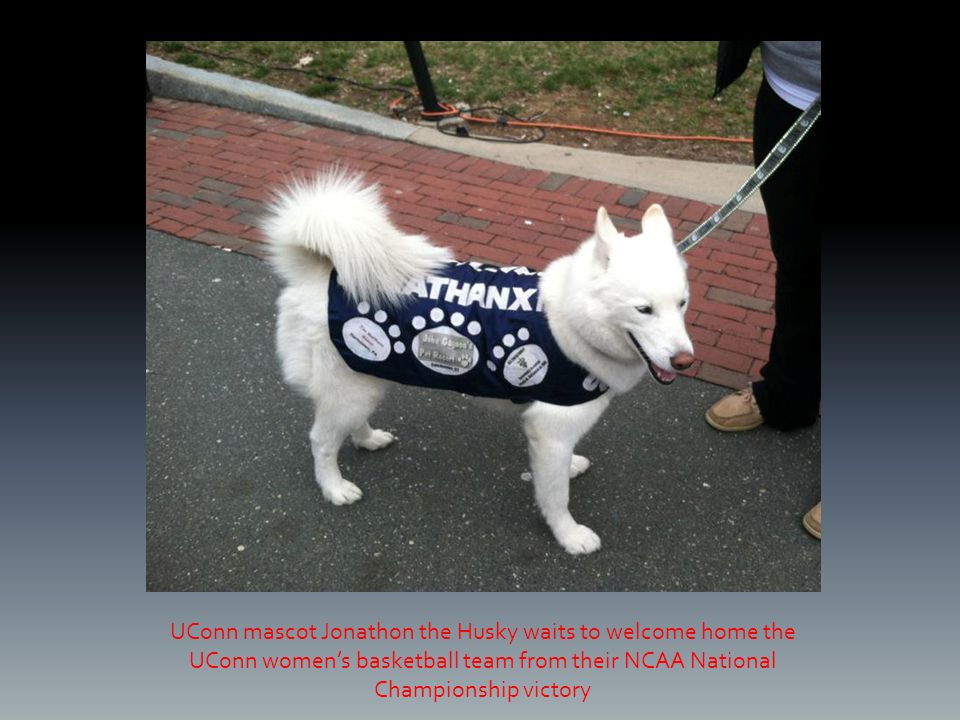 UConn mascot Jonathon the Husky waits to welcome home the UConn women’s basketball team from their NCAA National Championship victory