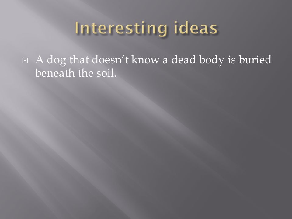  A dog that doesn’t know a dead body is buried beneath the soil.
