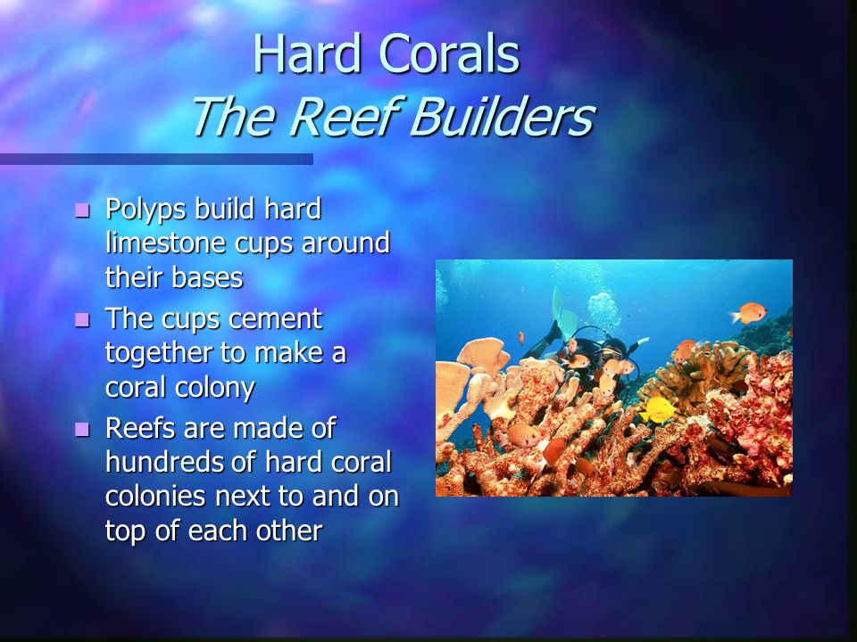 Hard Corals The Reef Builders Polyps build hard limestone cups around their bases Polyps build hard limestone cups around their bases The cups cement together to make a coral colony The cups cement together to make a coral colony Reefs are made of hundreds of hard coral colonies next to and on top of each other Reefs are made of hundreds of hard coral colonies next to and on top of each other