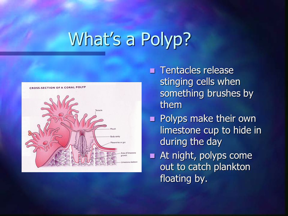 What’s a Polyp.
