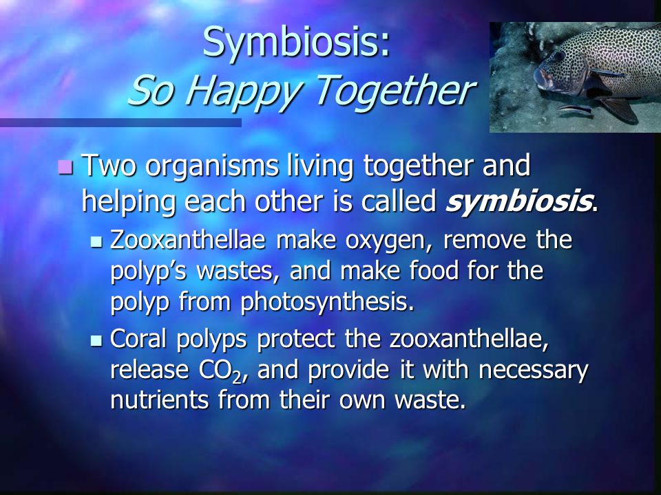 Symbiosis: So Happy Together Two organisms living together and helping each other is called symbiosis.