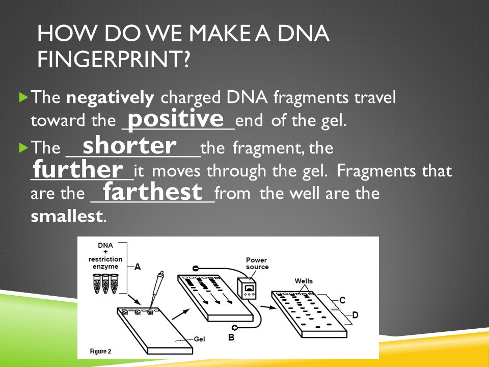  The negatively charged DNA fragments travel toward the ___________end of the gel.