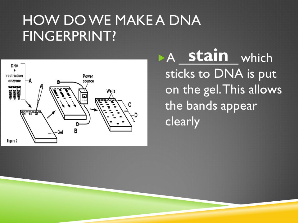  A ________ which sticks to DNA is put on the gel.