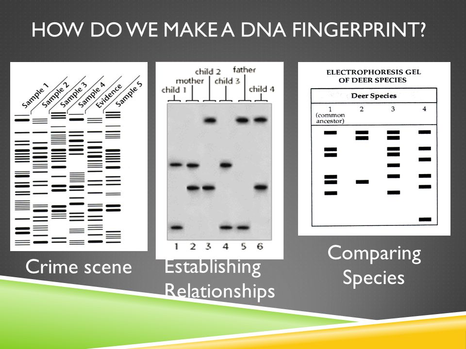 HOW DO WE MAKE A DNA FINGERPRINT Crime scene Establishing Relationships Comparing Species