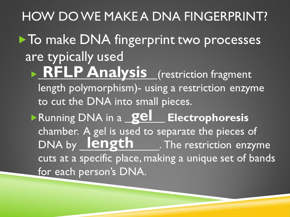 HOW DO WE MAKE A DNA FINGERPRINT.