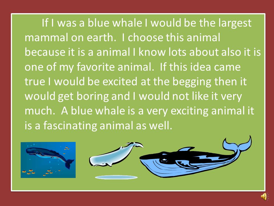 Write A Paragraph Titled Inside A Whale Me as a blue Whale By: Ariana Paragraph practice. - ppt download