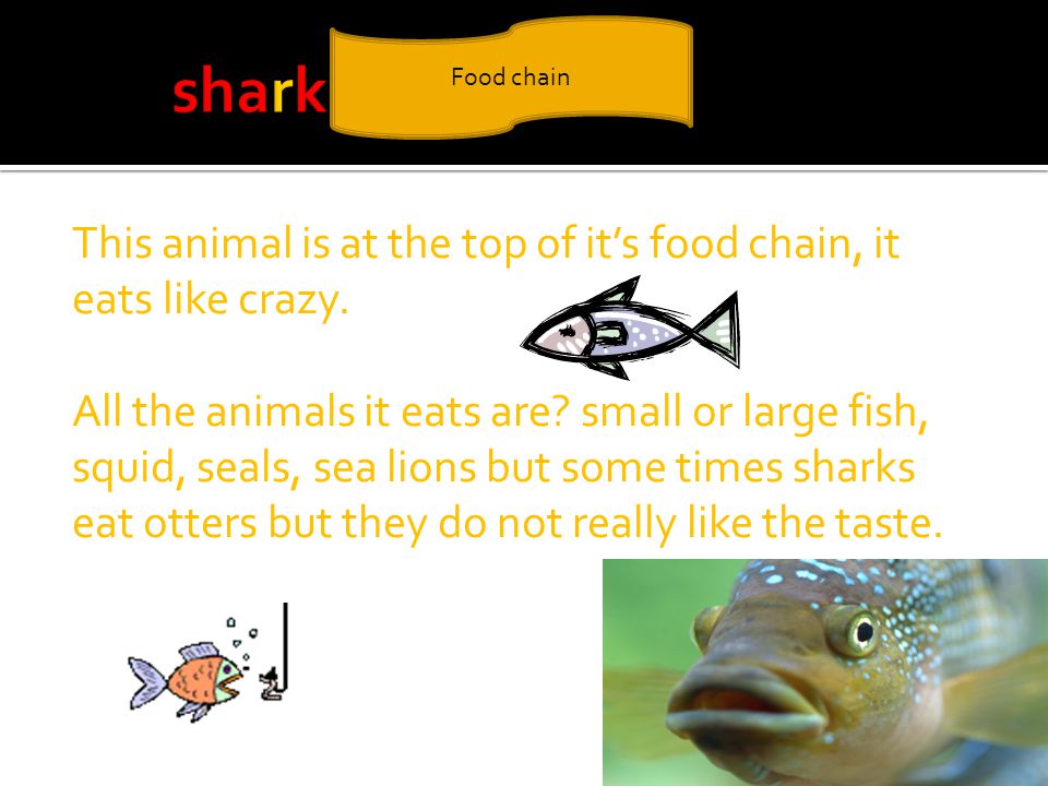 This animal is at the top of it’s food chain, it eats like crazy.