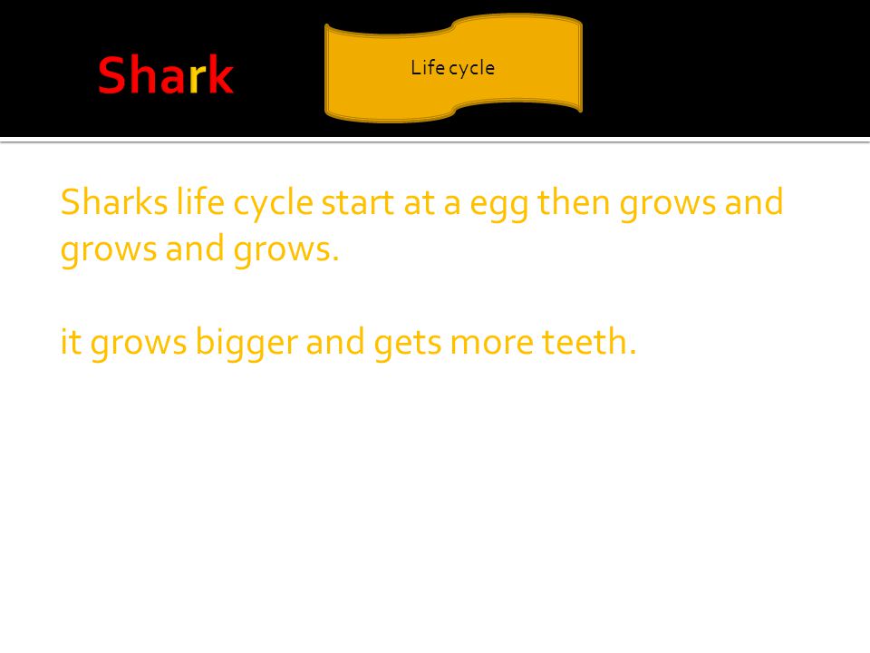 Sharks life cycle start at a egg then grows and grows and grows.