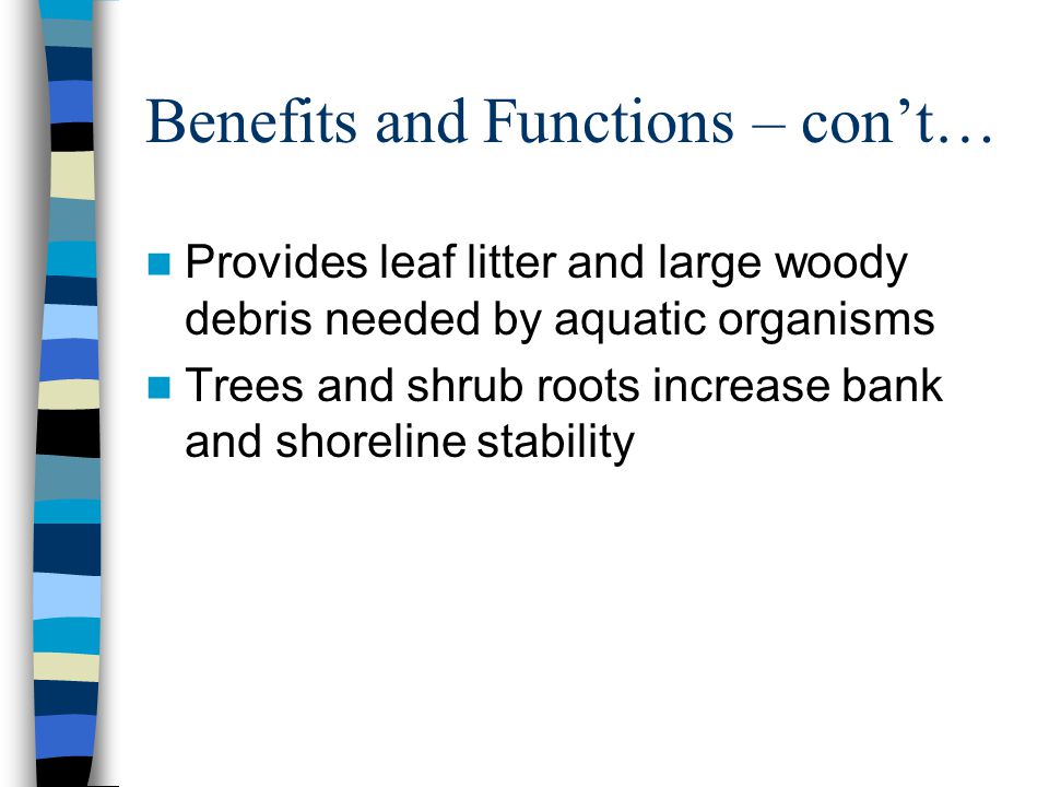 Benefits and Functions – con’t… Provides leaf litter and large woody debris needed by aquatic organisms Trees and shrub roots increase bank and shoreline stability