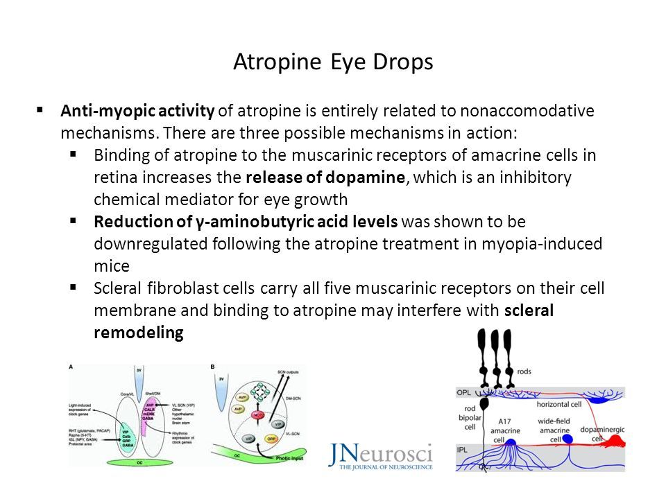 Atropine Eye Drops  Anti-myopic activity of atropine is entirely related to nonaccomodative mechanisms.