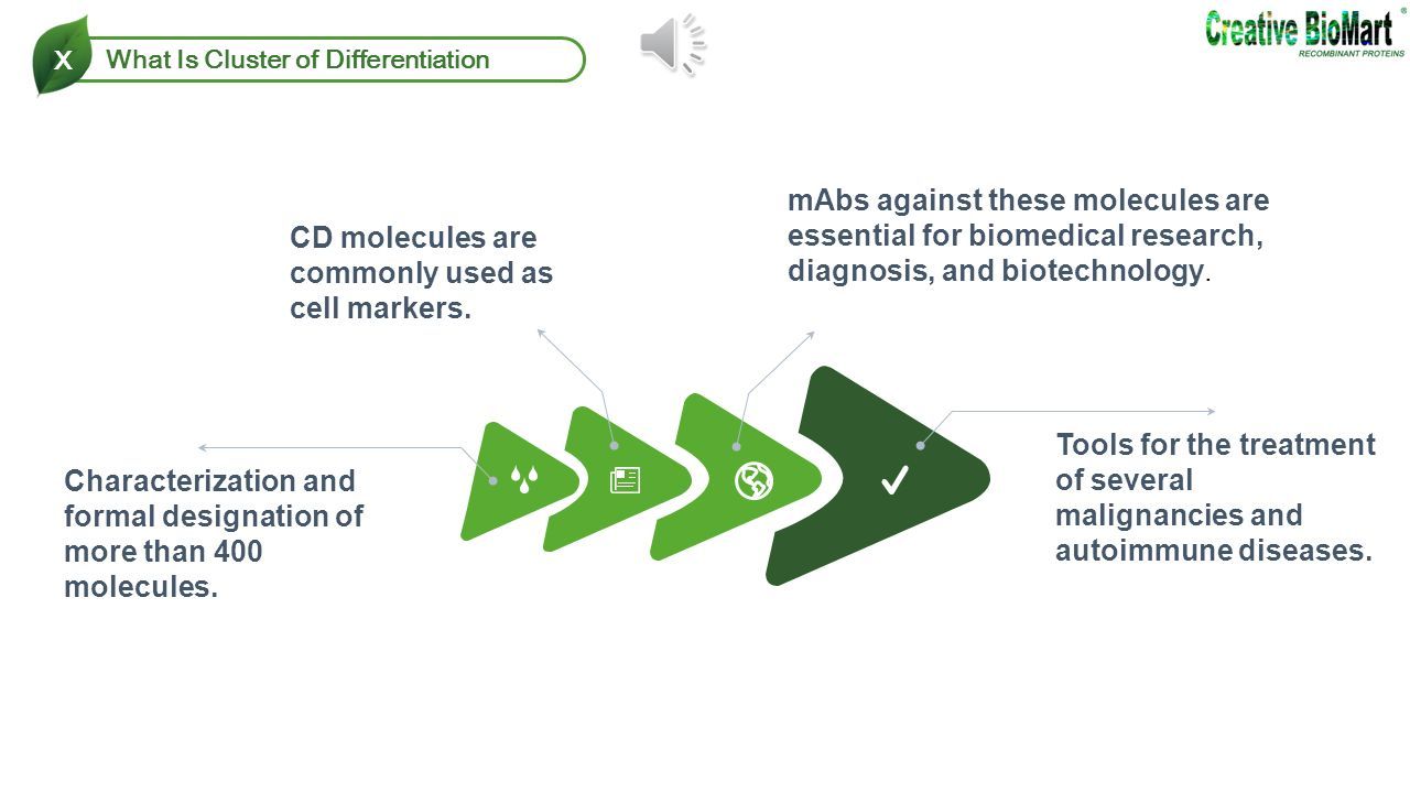 Cluster of Differentiation C ONTENTS What Is Cluster of Differentiation 1 CD  Nomenclature 2 Immunophenotyping 3 CD Markers in Solid Tumors 4 List of. -  ppt download