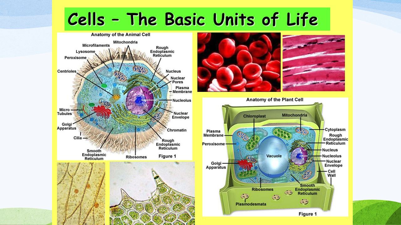 Basic unit. Basic Units of Life. Что такое Cells в Basic. Cell as a Basic Unit of Life. Cell Biology by the numbers.