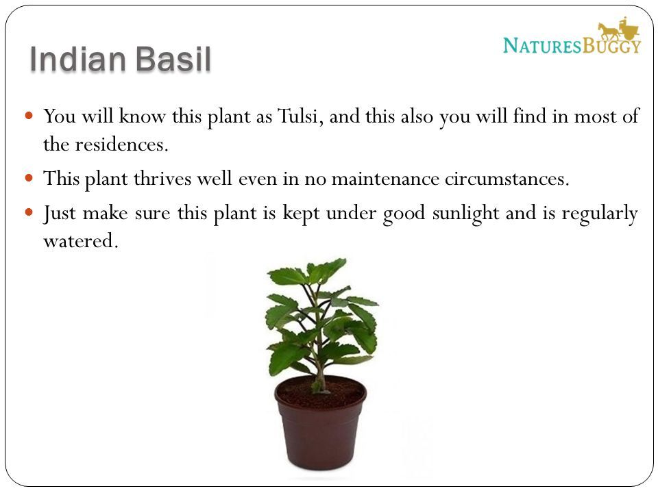You will know this plant as Tulsi, and this also you will find in most of the residences.