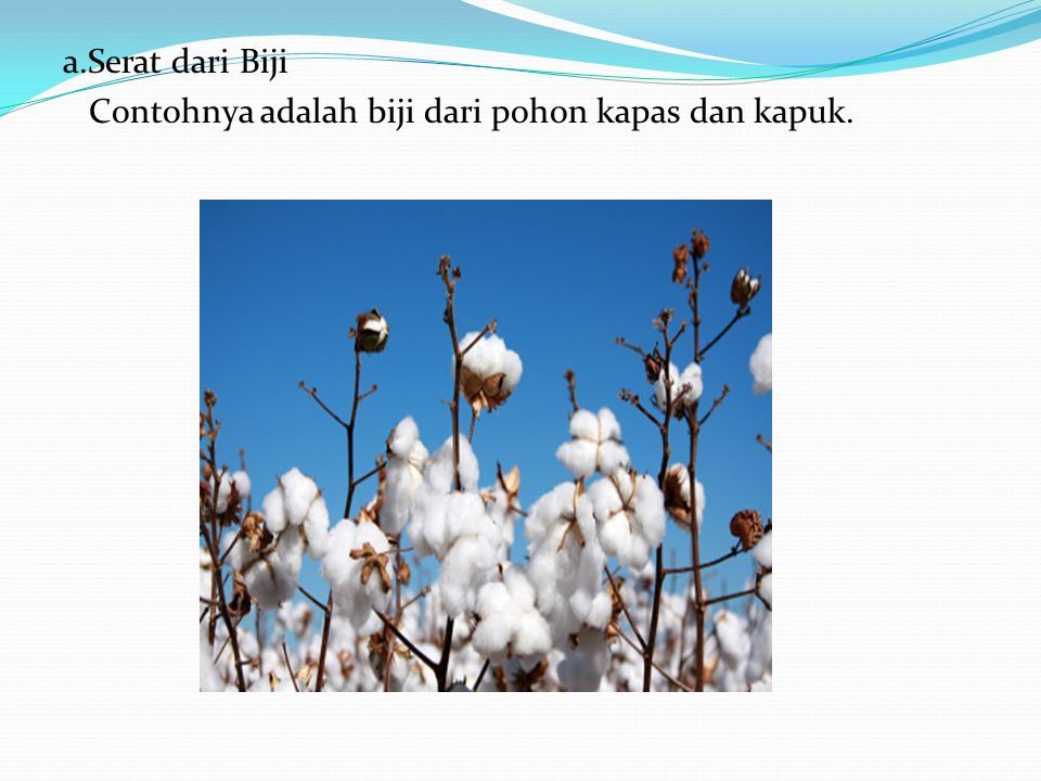 Nama Carissa Arini Putri No Absen 10 Kelas Vii Ppt Download