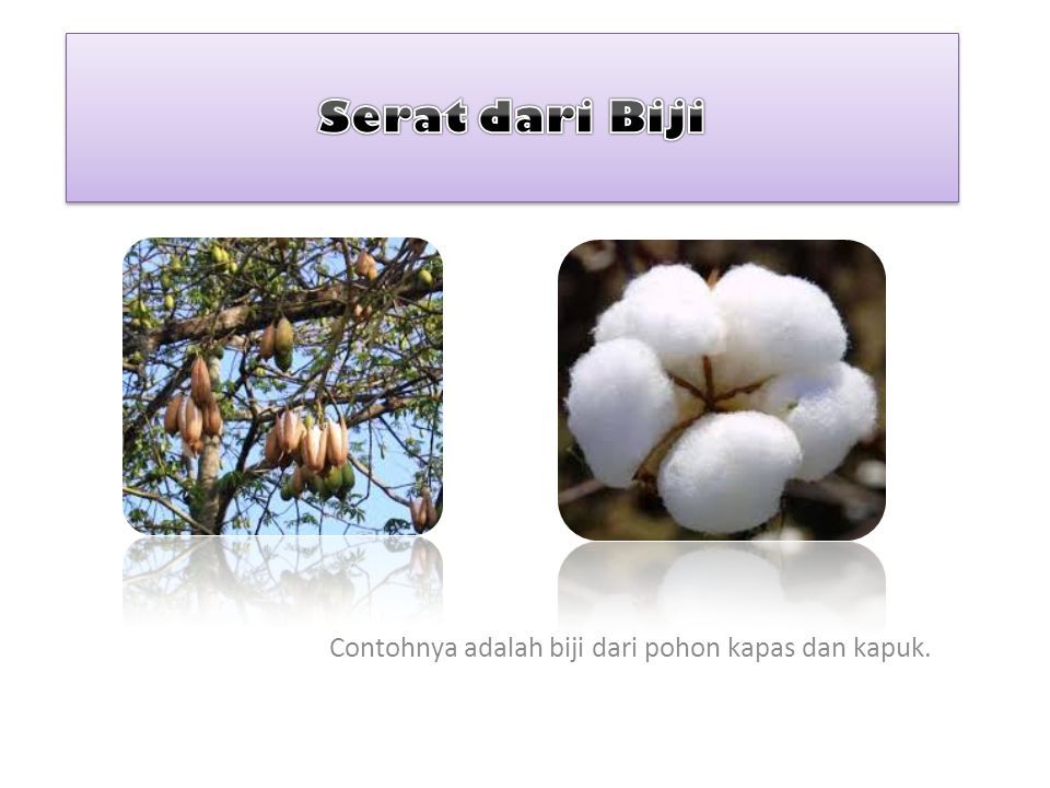 Bahan Serat Adalah Suatu Jenis Bahan Berupa Potongan Potongan Komponen Yang Membentuk Jaringan Memanjang Yang Utuh Serat Sebagai Bahan Baku Tekstil Adalah Ppt Download
