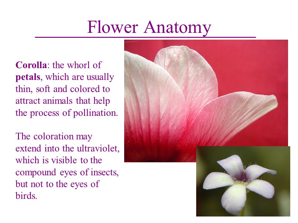 Corolla of Flower: Meaning, Variations, and Functions of Corolla