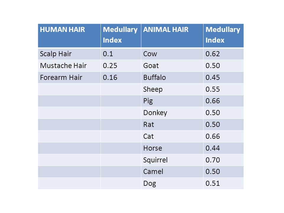 MEDULLARY INDEX IDENTIFICATION LAB Pt 2. HUMAN HAIR Medullary Index ANIMAL HAIR  Medullary Index Scalp HairCow Mustache HairGoat Forearm HairBuffalo Sheep.  - ppt download