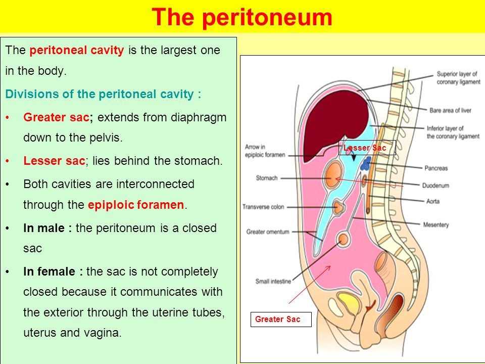 The peritoneal cavity is the largest one in the body. 