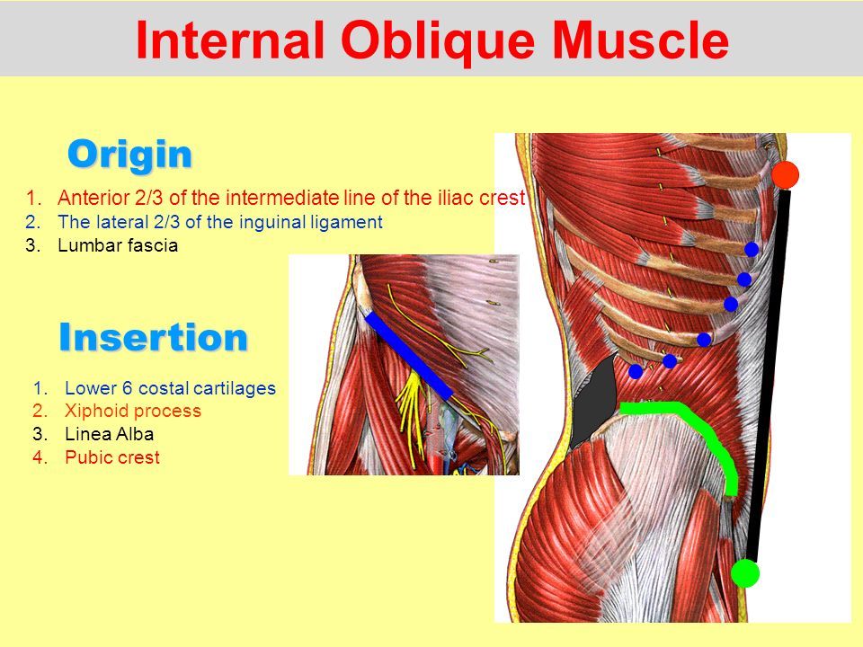 internal oblique muscle origin and insertion